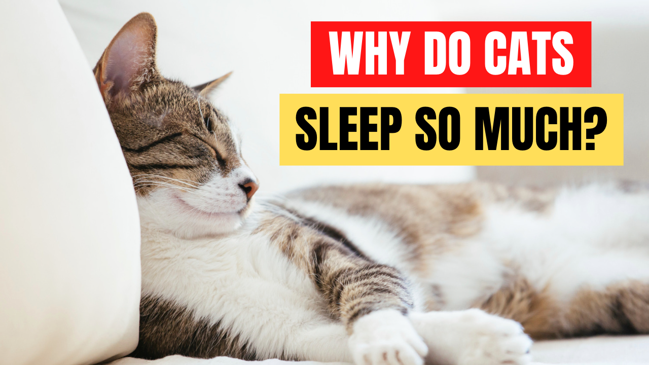 Why do cats sleep so much